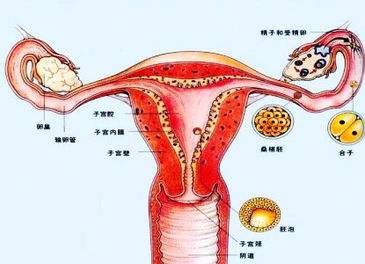 兴义协和医院宫颈性不孕症要做什么检查